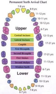 teeth eruption timeline