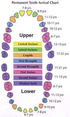 chart of teeth arrival in children ages 6-10