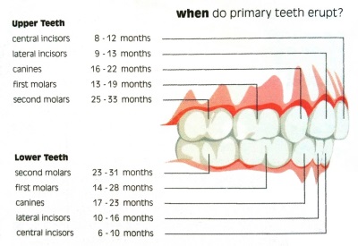 Teeth Erupting Schedule for ages 0-2